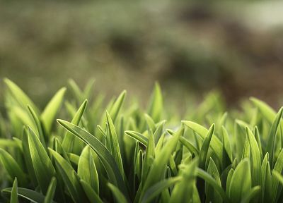 green, nature, grass, macro, depth of field - desktop wallpaper