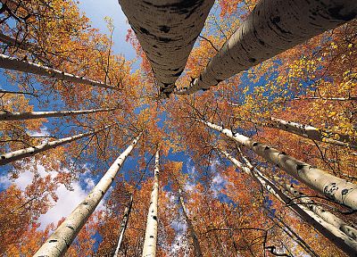 trees - duplicate desktop wallpaper