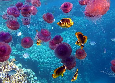 nature, fish, jellyfish, underwater, coral reef, sealife - random desktop wallpaper
