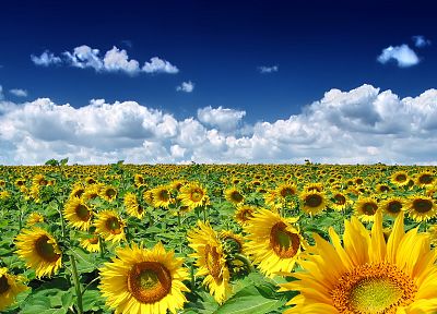 clouds, nature, sunflowers - duplicate desktop wallpaper