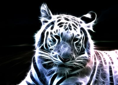 white tiger - random desktop wallpaper