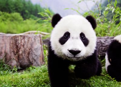 animals, grass, panda bears - desktop wallpaper