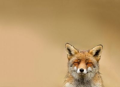 animals, wildlife - random desktop wallpaper
