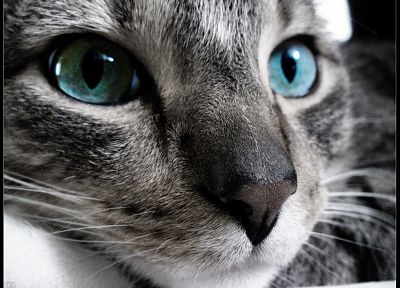 cats, stare - desktop wallpaper
