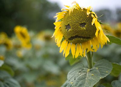 nature, sad, sunflowers - desktop wallpaper