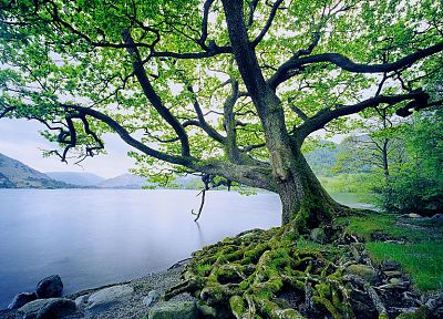 landscapes, nature, trees, old, United Kingdom, lakes - desktop wallpaper