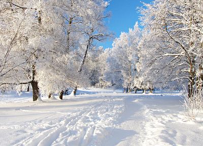 landscapes, nature, snow, trees - desktop wallpaper