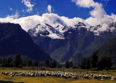 mountains, nature, snow, fields, sheep - desktop wallpaper