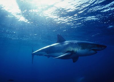 sharks, underwater - random desktop wallpaper