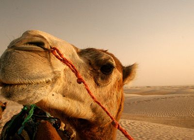 close-up, nature, animals, deserts, Egypt, camels - random desktop wallpaper