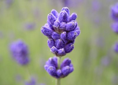 close-up, nature, Macross, flowers, plants - desktop wallpaper