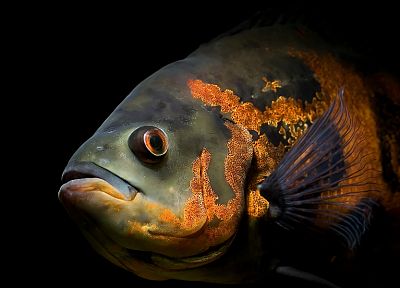fish, oscar - random desktop wallpaper