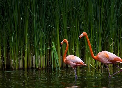 birds, animals, plants, flamingos - related desktop wallpaper