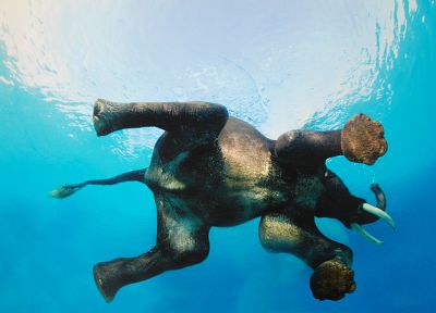 swimming, elephants - desktop wallpaper