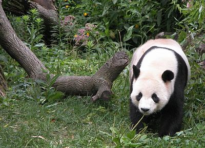 panda bears - duplicate desktop wallpaper