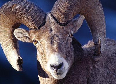 animals, sheep - desktop wallpaper