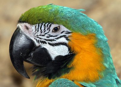 birds, parrots - random desktop wallpaper