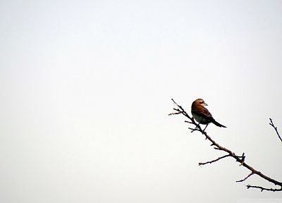 nature, birds, Iran - desktop wallpaper