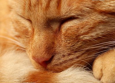 close-up, cats, animals, kittens, closed eyes - related desktop wallpaper