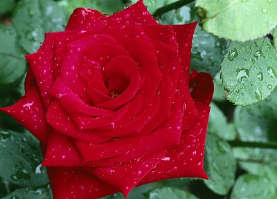 flowers, water drops, macro, roses, red rose - desktop wallpaper
