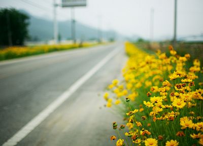 landscapes, flowers, roads, depth of field, yellow flowers - desktop wallpaper