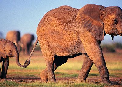 landscapes, animals, elephants, baby elephant, baby animals - random desktop wallpaper