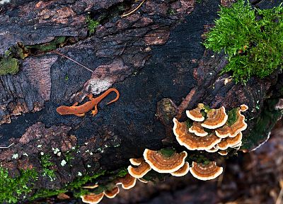 mushrooms, lizards - duplicate desktop wallpaper