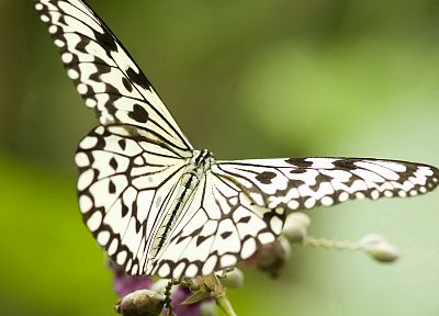 close-up, nature, butterflies - desktop wallpaper