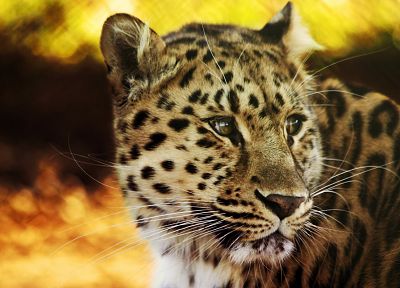 animals, bokeh, leopards - desktop wallpaper