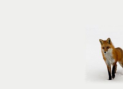 animals, foxes - random desktop wallpaper