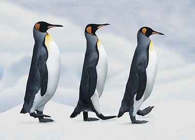 birds, penguins - random desktop wallpaper