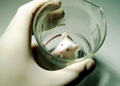 science, Beaker, scientists, albino, mice - random desktop wallpaper