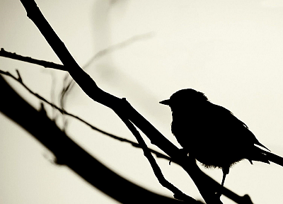 birds, silhouettes, grayscale, branches, white background - related desktop wallpaper