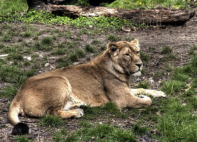 animals, wildlife, feline, lions - desktop wallpaper
