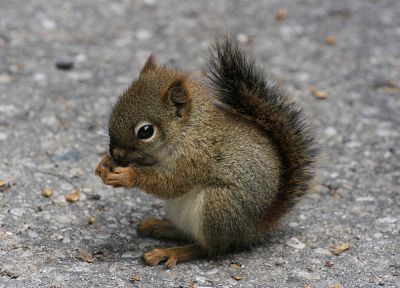 animals, squirrels - random desktop wallpaper