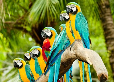 birds, animals, parrots, Blue-and-yellow Macaws - random desktop wallpaper