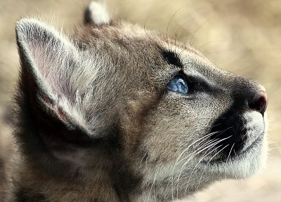 blue eyes, animals - random desktop wallpaper