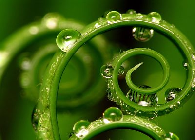 leaf, Linux, grass, spiral, Debian - desktop wallpaper