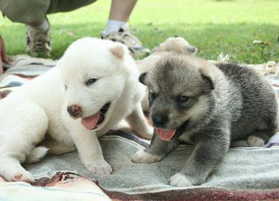 animals, dogs, puppies - duplicate desktop wallpaper