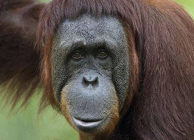 animals, apes, monkeys, primates, orangutans - related desktop wallpaper