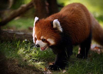 nature, animals, grass, red pandas - related desktop wallpaper
