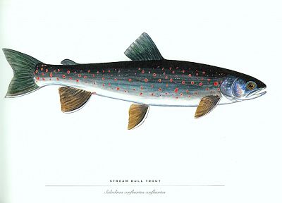 animals, fish, trout - random desktop wallpaper