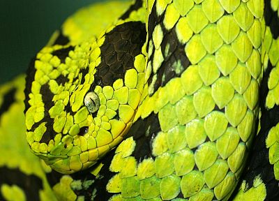 snakes, toxic, Guatemalan Palm Viper - random desktop wallpaper