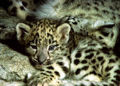 snow leopards, cubs - random desktop wallpaper