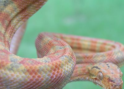 snakes, reptiles - random desktop wallpaper