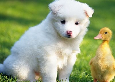 animals, ducks, dogs, duckling, canine, baby birds - related desktop wallpaper
