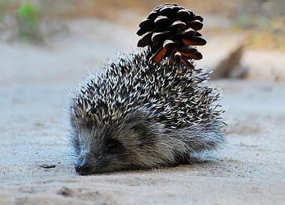 animals, hedgehogs, pinecones - random desktop wallpaper