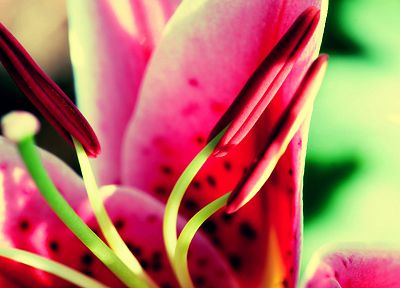 close-up, flowers - desktop wallpaper