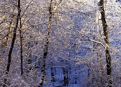 light, nature, winter, forests, falls, Tennessee, trail, morning - related desktop wallpaper
