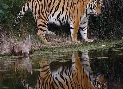 tigers - random desktop wallpaper